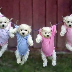 Meet your Posher, Buffy